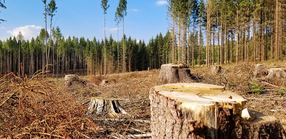 Renewable energy industry runs roughshod over forests