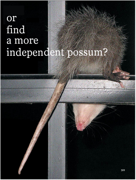 Policy Possums 5