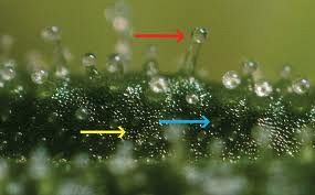 trichome 2 images