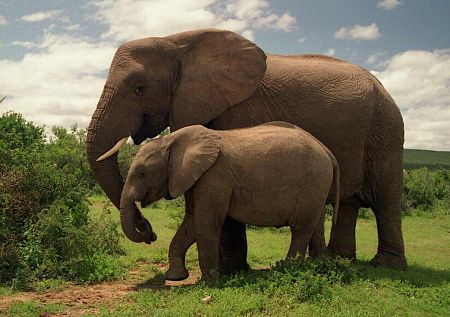 Two_Elephants_in_Addo_Elephant_National_Park