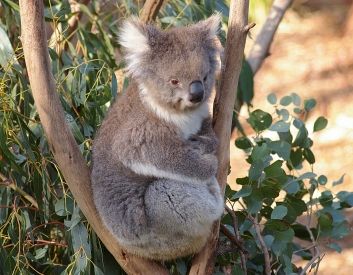 Recent court decision a travesty for threatened species like the koala