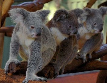 Government 'secrecy' imperiling future of koalas