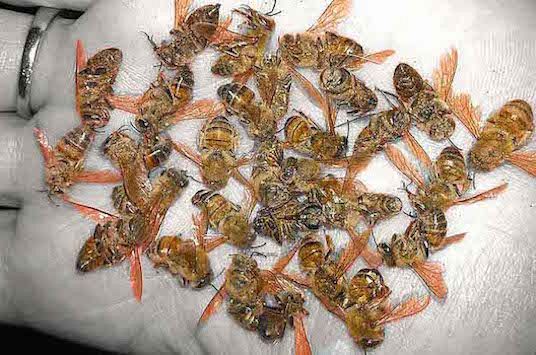 EPA confirms activists' longtime claims: Neonicotinoid pesticide threatens honeybees
