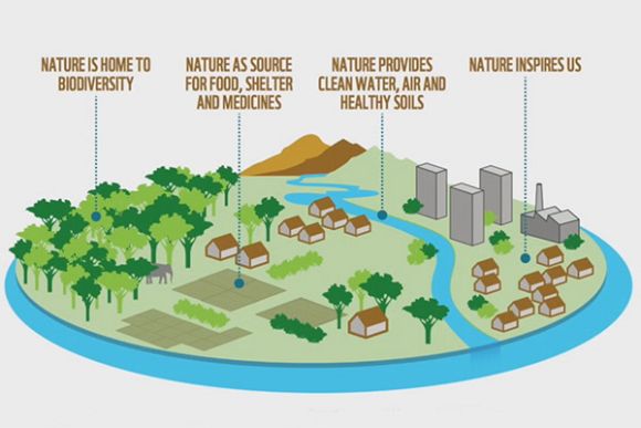 Extinction debt: Urban biodiversity may be the answer