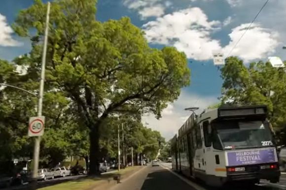 United we stand: Urban trees face an existential crisis