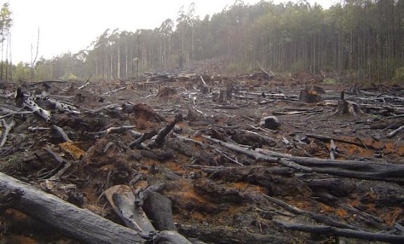 The absurd evil lies used by the logging industry to justify its existence