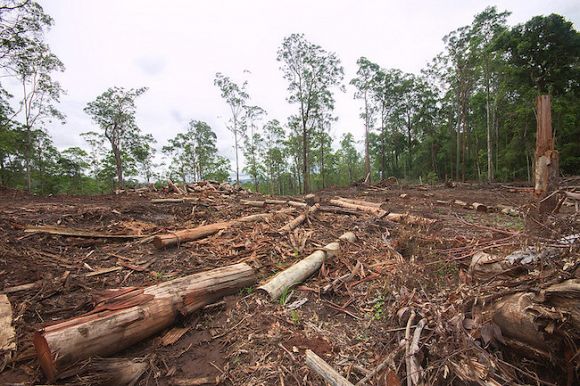 To be real on climate, Labor must end logging of native forests