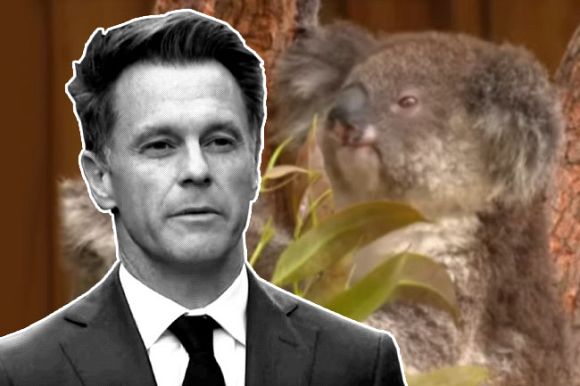 Minns Government sells out Great Koala National Park