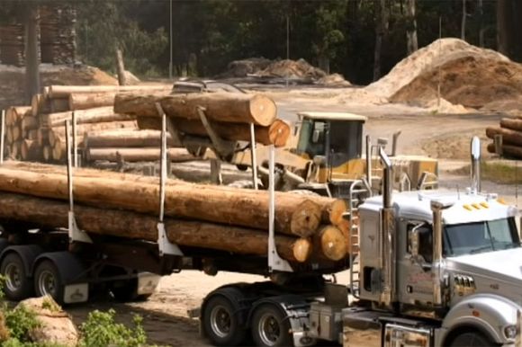 Scientists warn logging will lead to extinction