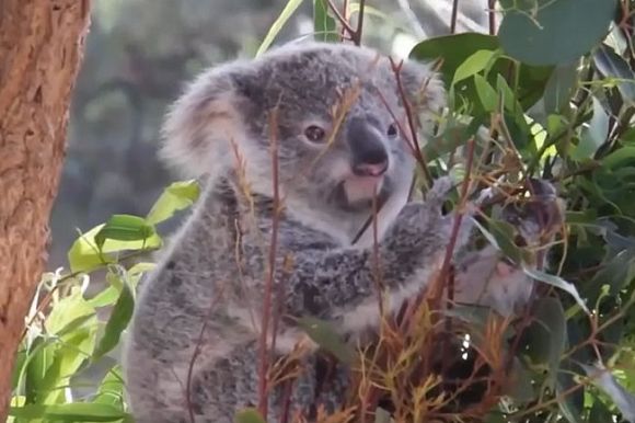 NSW Government criminal policies ensuring koala extinction