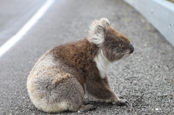 More than a thousand koalas shot in aerial operation