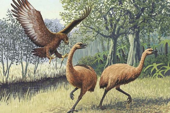 Colossal plan: Moa to walk the Earth again by 2033