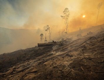How forest logging is destroying Australia's environmental future