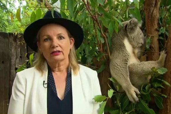 Sussan Ley's latest koala plan is a national disaster