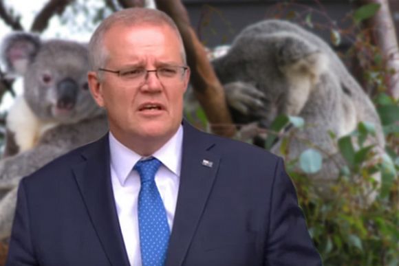 Morrison Government koala extinction policies exposed
