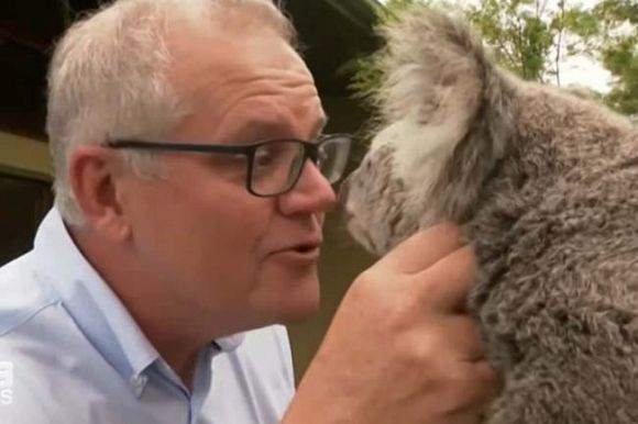 Government neglect leaves koalas endangered