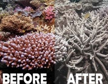 The Coalition's 'dreadful' legacy on the Great Barrier Reef