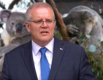 The 'she’ll be right' syndrome: Australia’s doomed koalas