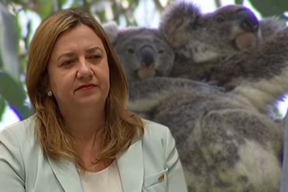 Palaszczuk Government continues koala extinction
