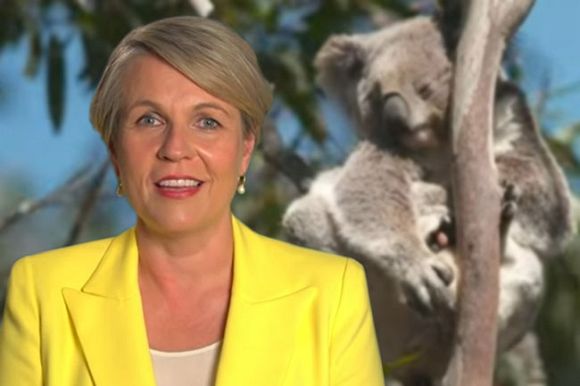 Labor needs to lift its game to ensure koala survival