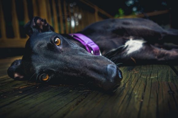 Million-dollar disgrace: Greyhound industry's race of shame