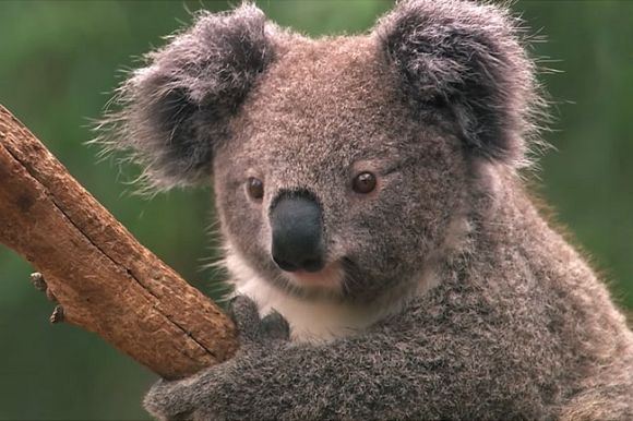 New koala action plan another policy failure