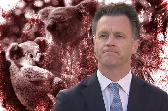 NSW Labor continues Coalition's contempt of koala conservation