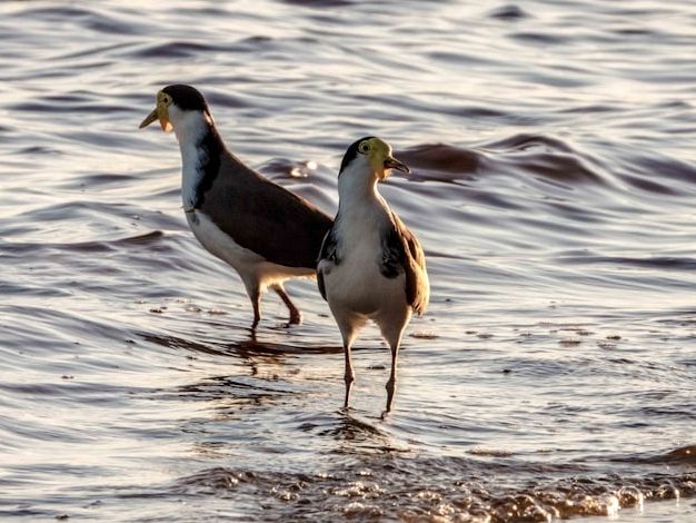 Plovers in Australia: Swooping, season and safety