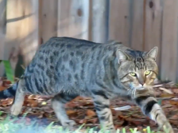 Curfews, kill rates and cat myths: Australia’s feline crackdown is failing