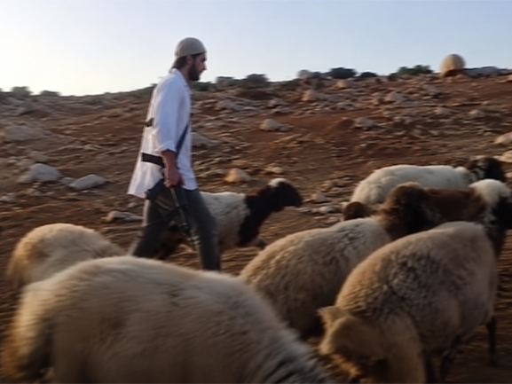 Israeli settlers weaponise animal cruelty to drive Palestinians from their land