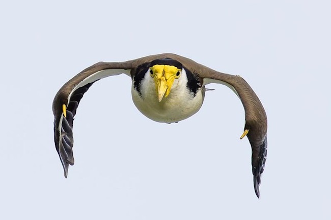 Plovers in your backyard: It's no picnic