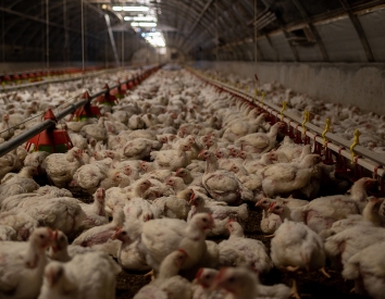 One major way we can reduce the suffering of animals