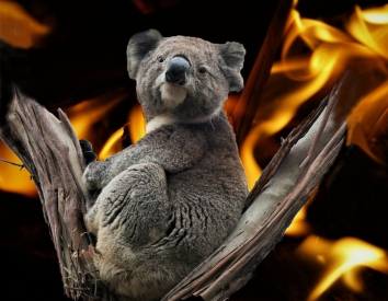 The last koala
