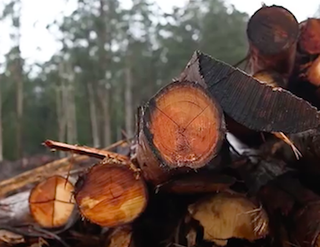 Koala's kissing cousins: Limiting the gene pool of Victoria's forests