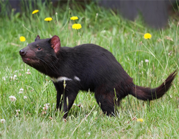 From solastalgia to speciestalgia: Essential Australian eco-terms