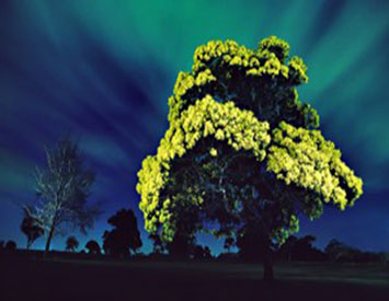 Wattle you be doing on National Wattle Day?