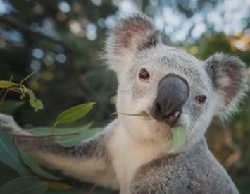 Government hides truth about koala mortality rates