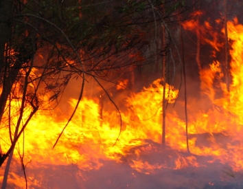 Environmental harm and diseases like COVID-19 are linked