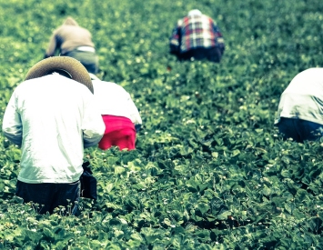 Future of working holiday visa unclear