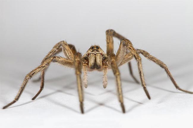 Spider man Mark David attempts the unlikely