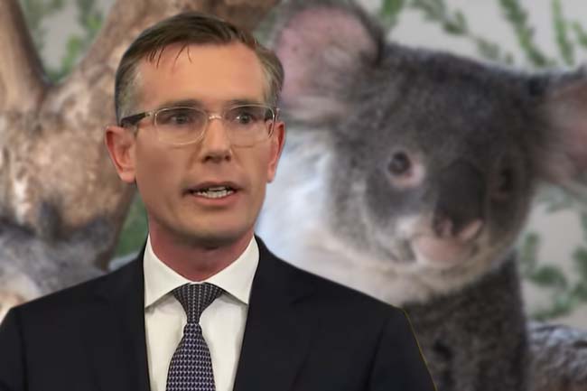 Perrottet's koala death wish