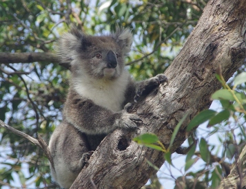 The Great Koala National Park