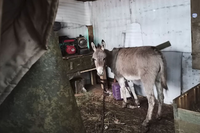 Russia sends donkeys to the frontline