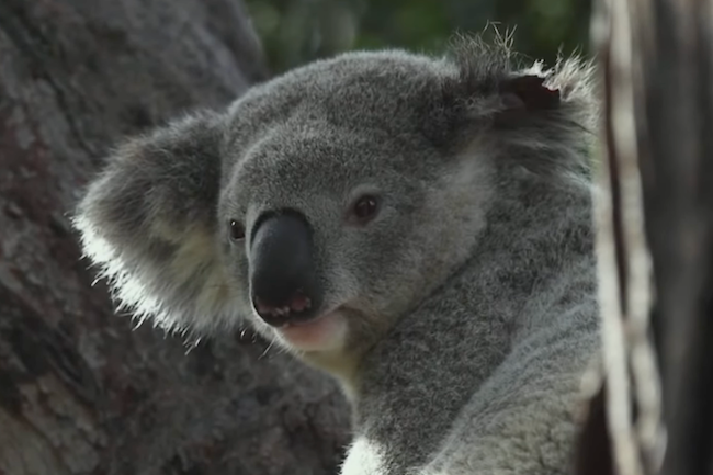 New koala park less about koalas and more about cashing in on carbon credits