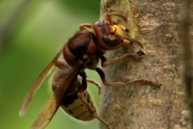 Silent night: A Christmas without insects means they are disappearing