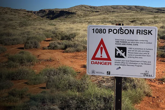Poisoned policy: How 1080 baiting exposes Australia’s pest control crisis
