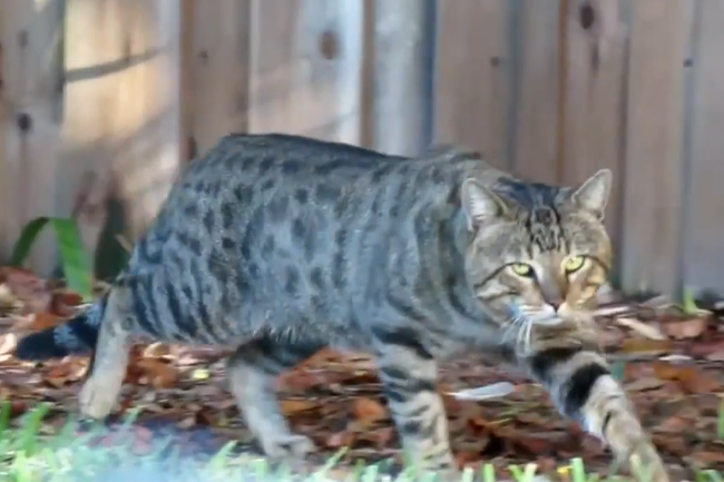 Curfews, kill rates and cat myths: Australia’s feline crackdown is failing