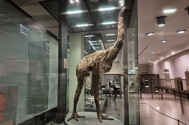 Science or sideshow? Race to resurrect giant moa raises questions