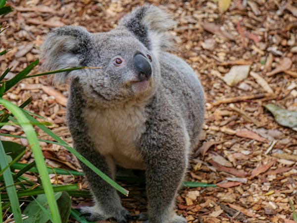 Why are state and federal governments driving the koala to extinction?