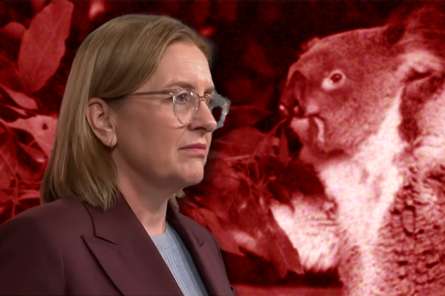 Cover-ups, culls and cruelty: Inside Victoria's wildlife crisis